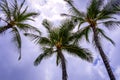 Palm Trees against a purple blue sky