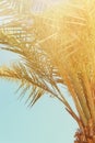 Palm trees against sky. retro style image. travel, summer, vacation and tropical beach.