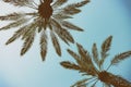 Palm trees against sky. retro style image. travel, summer, vacation and tropical beach concept Royalty Free Stock Photo