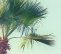 Palm trees against sky. retro style image. travel, summer, vacation and tropical beach concept Royalty Free Stock Photo