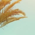 Palm trees against sky. retro style image. travel, summer, vacation and tropical beach concept