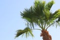 Palm trees against sky. retro style image. travel, summer, vacation and tropical beach concept Royalty Free Stock Photo