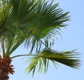 Palm trees against sky. retro style image. travel, summer, vacation and tropical beach concept Royalty Free Stock Photo