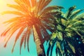 Palm trees against sky Royalty Free Stock Photo