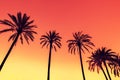 Palm trees against sky Royalty Free Stock Photo