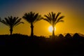 Palm trees against the sunset at Sharm El Sheikh, Egypt Royalty Free Stock Photo