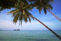 Palm-trees against tropical islands in the ocean