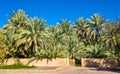 Palm trees in Al Ain Oasis Royalty Free Stock Photo