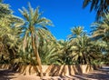 Palm trees in Al Ain Oasis Royalty Free Stock Photo