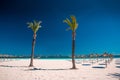 Palm trees on Alcudia beach, Mallorca, Balearic islands Royalty Free Stock Photo