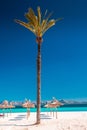 Palm trees on Alcudia beach, Mallorca, Balearic islands Royalty Free Stock Photo