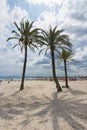 Palm trees on Alcudia beach, Mallorca, Balearic islands, Spain Royalty Free Stock Photo