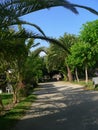 Palm trees and aley . Magical spring season. Royalty Free Stock Photo