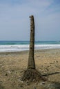 Palm trees alone at Watu Bale Beach, Kebumen, Central Java, Indonesia