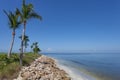 Palm Trees Along Captiva, Florida