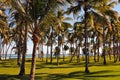 Palm trees along the caribbean sea