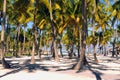 Palm trees along the caribbean sea