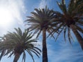 Palm trees along the coast in Nerja at beautiful sunny day. Image of tropical vacation and sunny happiness. Spain Royalty Free Stock Photo