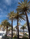 Palm trees along the coast in Nerja at beautiful sunny day. Image of tropical vacation and sunny happiness. Spain Royalty Free Stock Photo