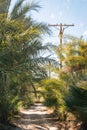 Palm trees along a dirt road in North Shore, along the Salton Sea in California Royalty Free Stock Photo