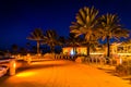 Palm trees along a path at night in Clearwater Beach, Florida. Royalty Free Stock Photo