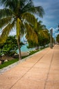 Palm trees along a path at South Point Park, Miami, Beach. Royalty Free Stock Photo