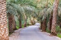 Palm trees along a road in Nizwa, Oman