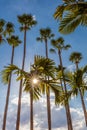 Palm trees along Tampa Riverwalk in Tampa Florida Royalty Free Stock Photo