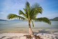 palm trees and amazing cloudy blue sky at tropical beach island in Indian Ocean. Coconut Tree with Beautiful and romantic beach Royalty Free Stock Photo