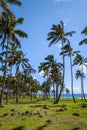 Palm trees on Anakena beach, easter island Royalty Free Stock Photo
