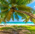 Palm trees in Anse Kerlan Royalty Free Stock Photo