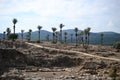 Palm trees in antique Megiddo Armageddon Archaeological site, Jezreel Valley, Lower Galilee, Israel Royalty Free Stock Photo