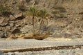 Palm trees in an arid Wadi Royalty Free Stock Photo