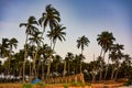 Palm trees on Ashvem beach with yellow sand, blue ocean and waves. Sunset of North Goa, India 2020 Royalty Free Stock Photo