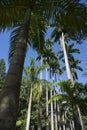 Palm Trees Avenue of Royal Palms Botanic Garden Rio Royalty Free Stock Photo