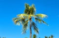 Palm trees in the background with a beautiful blue sky on the edge of Kuta Beach, Bali look so beautiful Royalty Free Stock Photo