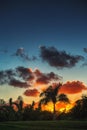 Palm trees on the background of a beautiful sunset Royalty Free Stock Photo