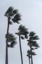 Palm trees in high wind with stormy sky in the background Royalty Free Stock Photo