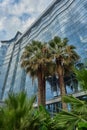 Palm trees in the background high glass building and blue sky in the clouds Royalty Free Stock Photo