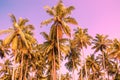 Palm trees on a background of purple sky