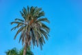 Palm trees on the background of the sky in the Montesa National Park Royalty Free Stock Photo