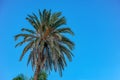 Palm trees on the background of the sky in the Montesa National Park Royalty Free Stock Photo