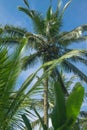 Palm Trees in Bali Indonesia facing the sky