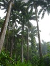 Palm trees in Barbados Royalty Free Stock Photo