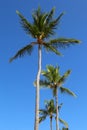 Palm trees Royalty Free Stock Photo