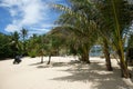 Palm trees on the beach Royalty Free Stock Photo