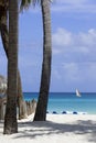 Palm trees on a beach Royalty Free Stock Photo