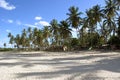 Palm trees on the beach Royalty Free Stock Photo