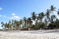 Palm trees on the beach Royalty Free Stock Photo