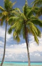 Palm trees on a beach Royalty Free Stock Photo